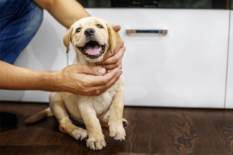 Das Handauflegen ist eine der grundlegenden Techniken im Reiki. Durch das Handauflegen wird Lebensenergie (Ki oder Chi) übertragen, um die körperliche und emotionale Gesundheit zu fördern. Aber hilft das Handauflegen auch bei Haustieren? Alle Infos jetzt im neuen Blog: